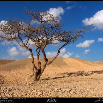 Frankincense tours